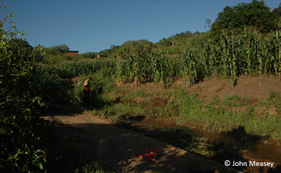 Good caecilian habitat is threatened by farming